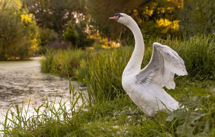 Гуси лебеди в природе