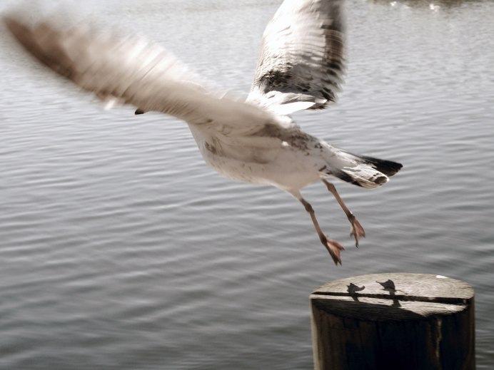 Crane