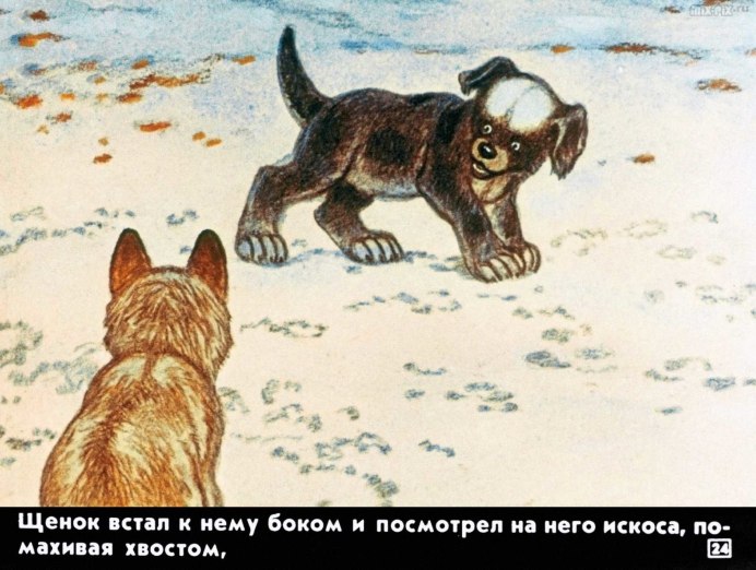 Таймырский заповедник Сокол Сапсан