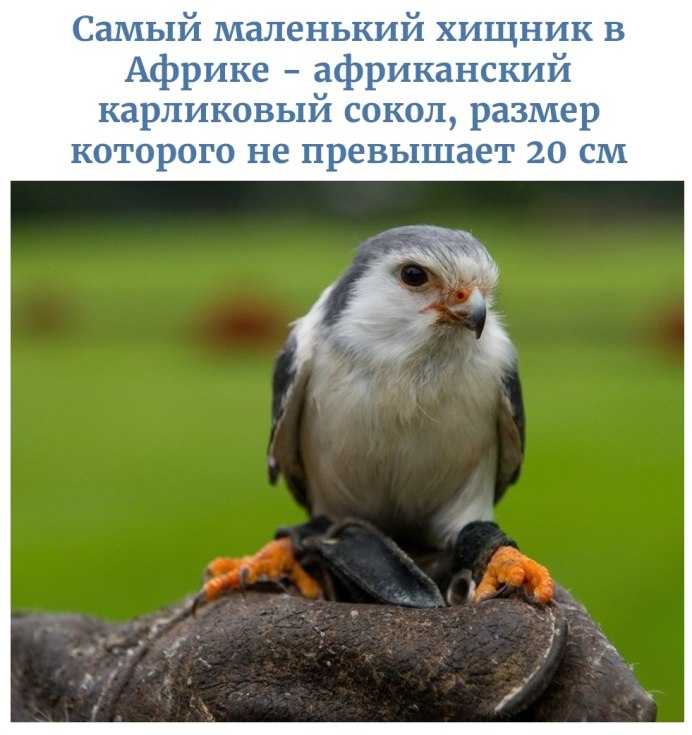 Сапсан против ястреба