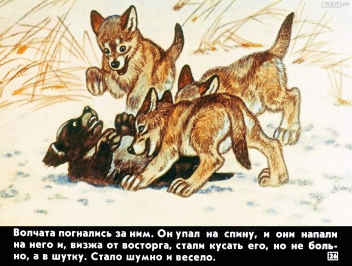 Чеглок птенец