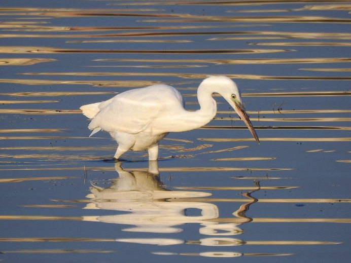 Малая белая цапля Egretta garzetta