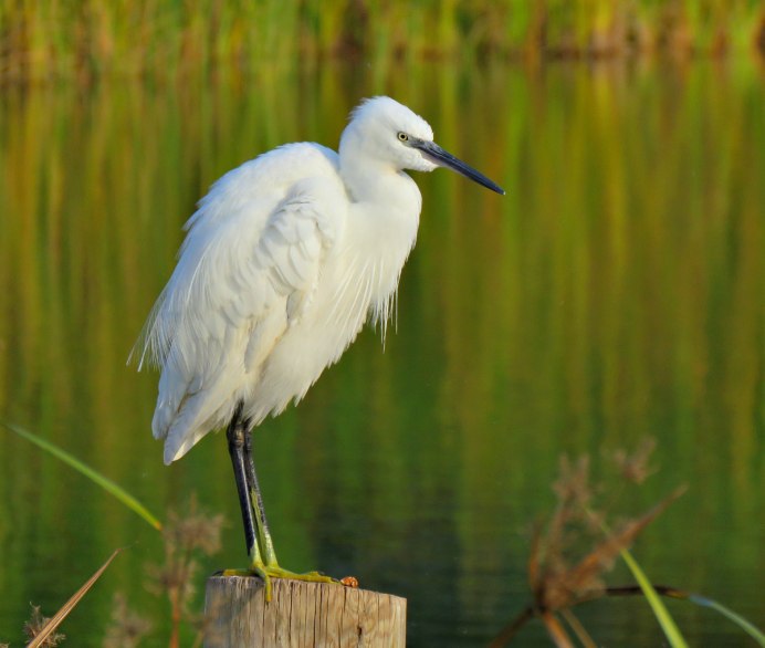 Малая белая цапля Egretta garzetta