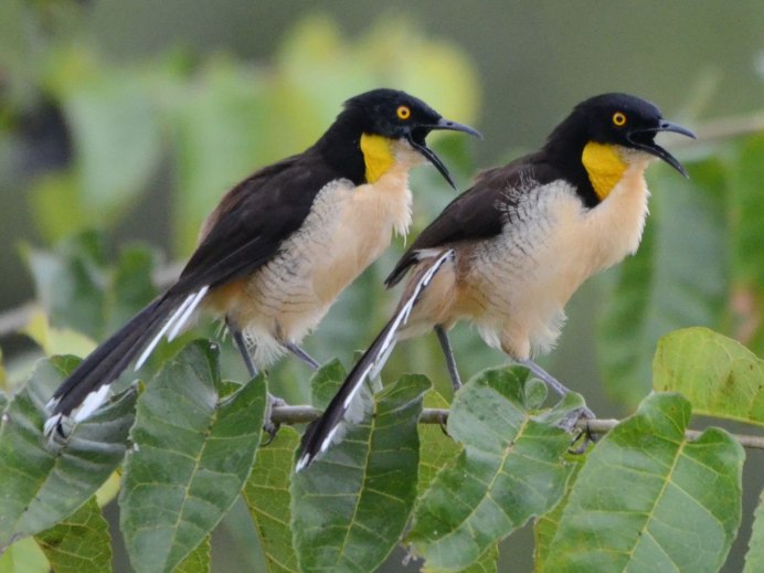 Птица Никобарский голубь