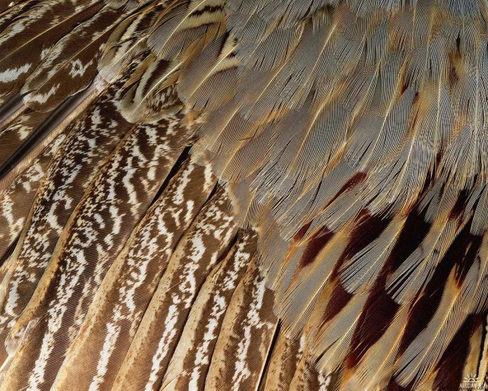 Китайская пуховая Курочка