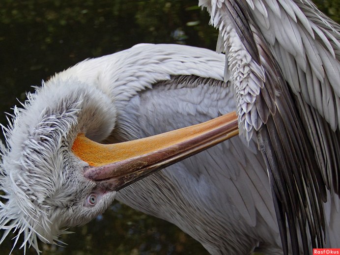 Птичье перо