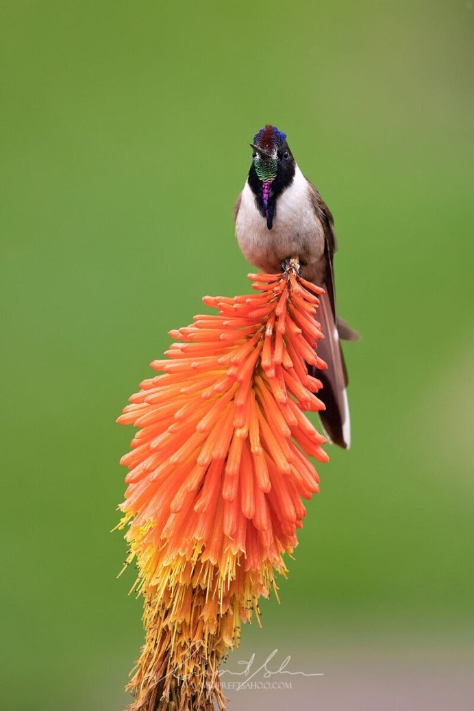 Краснобрюхая танагра