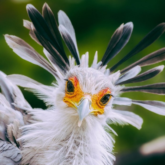 Перья больших птиц