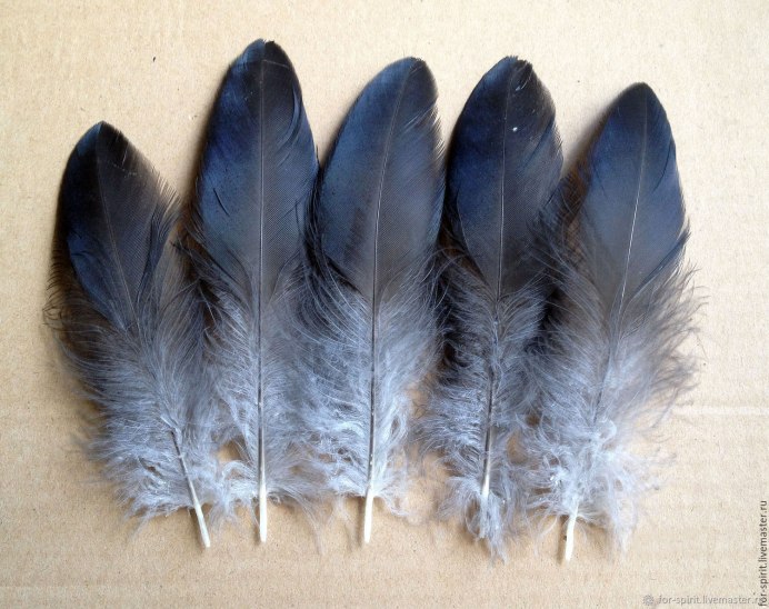 Перо коршуна