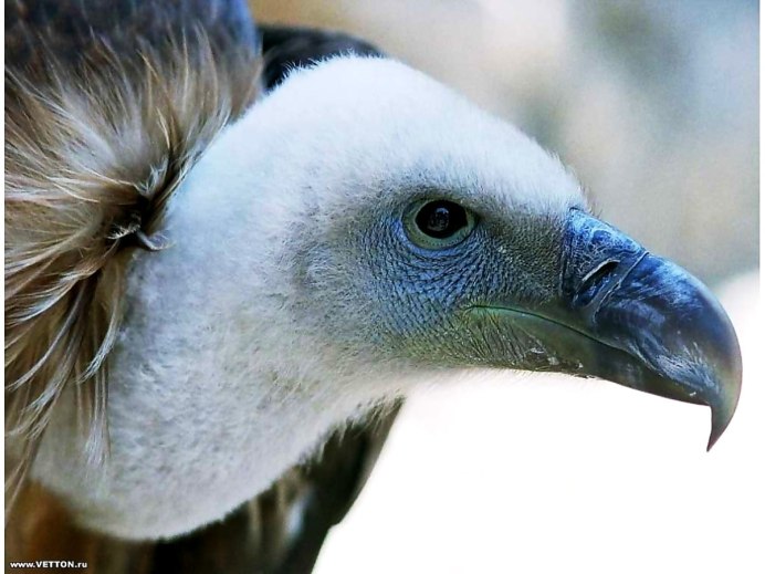 Амазонский венценосный мухоед