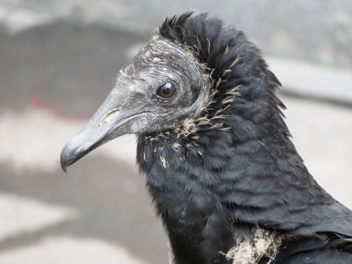 Перо голубя