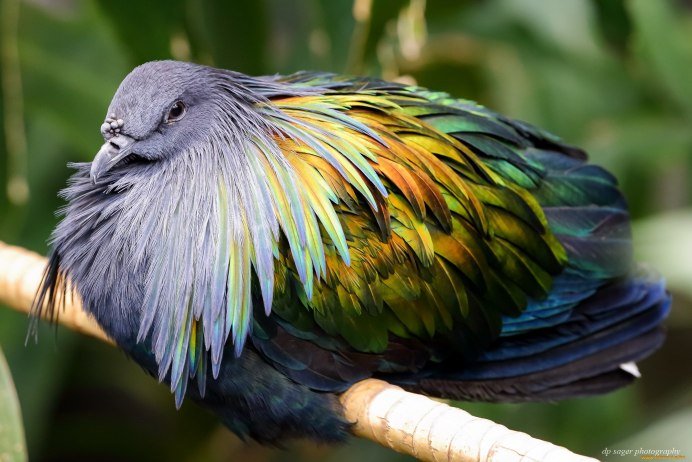 Национальная птица Перу