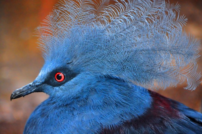 Сокол Стервятник