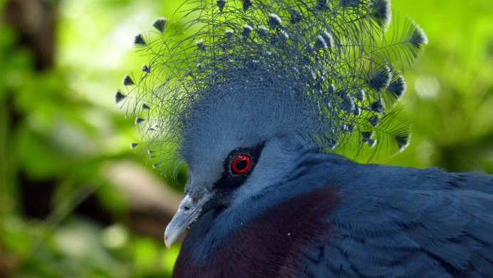 Венценосный мухоед