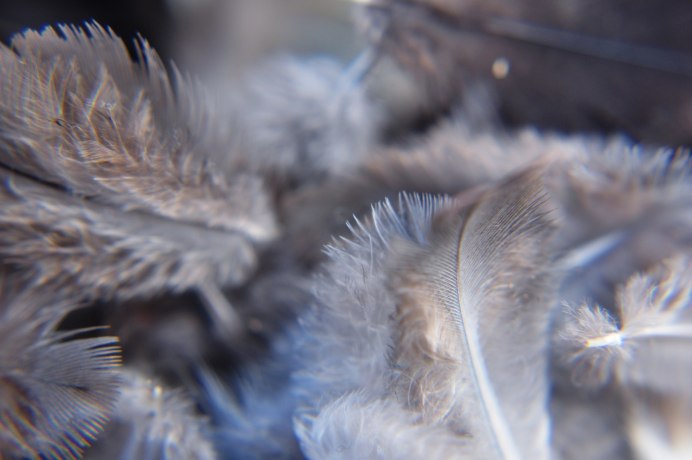 Никобарский голубь (Caloenas nicobarica)