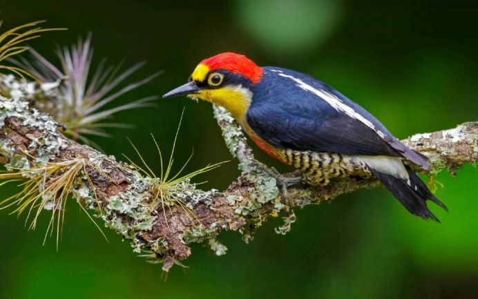 Стервятники кружат