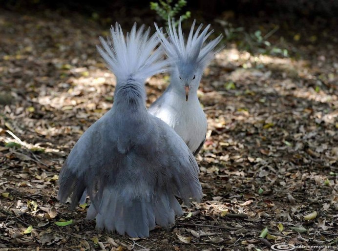 Цапли ареал