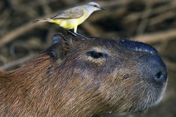 Capybara 700x700