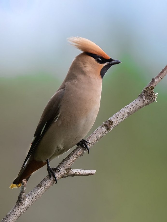 Серая хохлатая синица