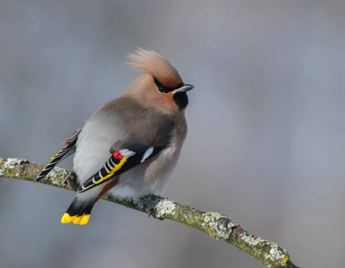 Большая синица лазоревка хохлатая синица