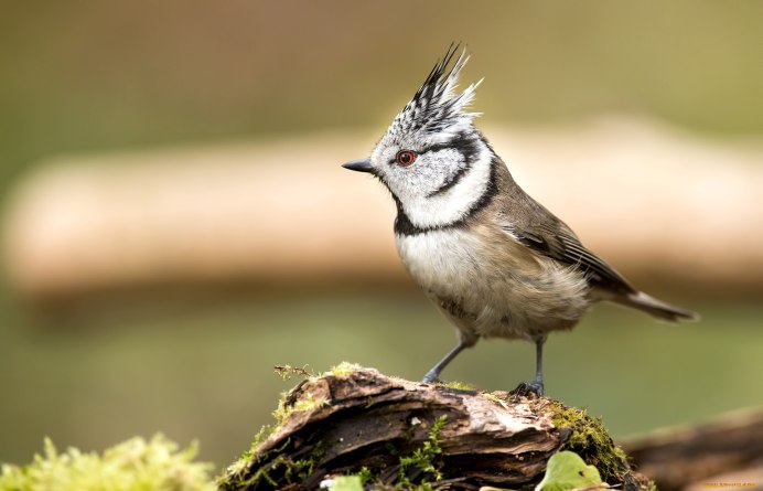 Птица с хохолком