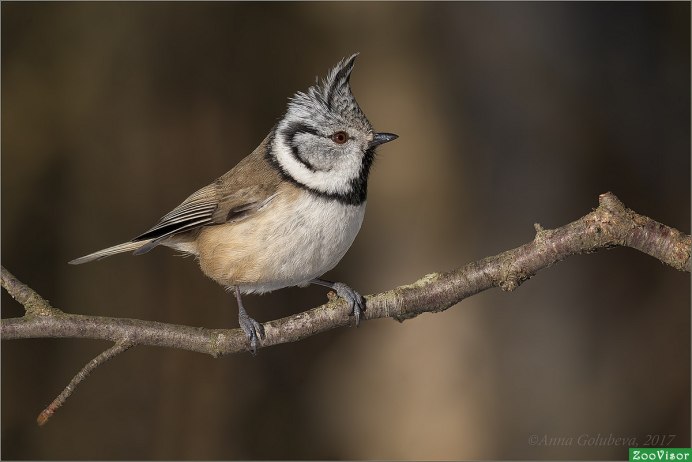 Свиристель и Дубонос