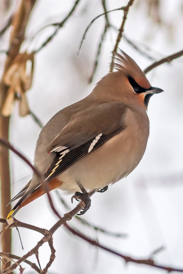 Браминский скворец (Sturnus pagodarum)