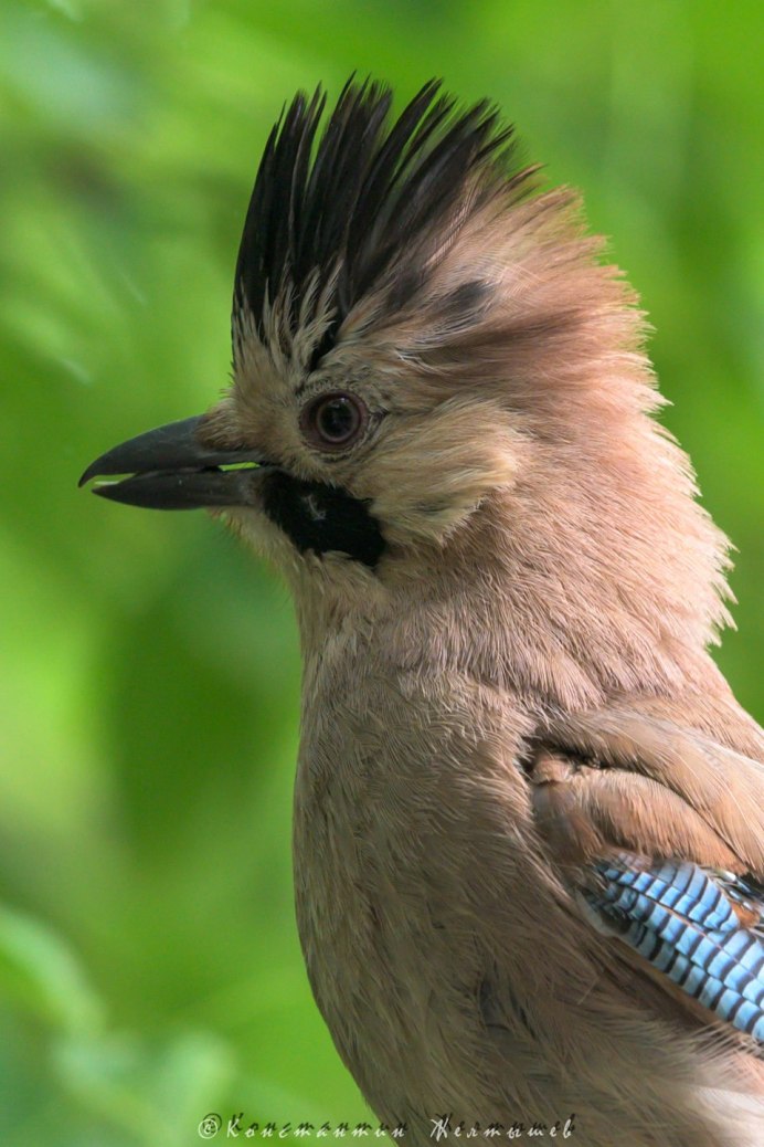 Свиристель птенец