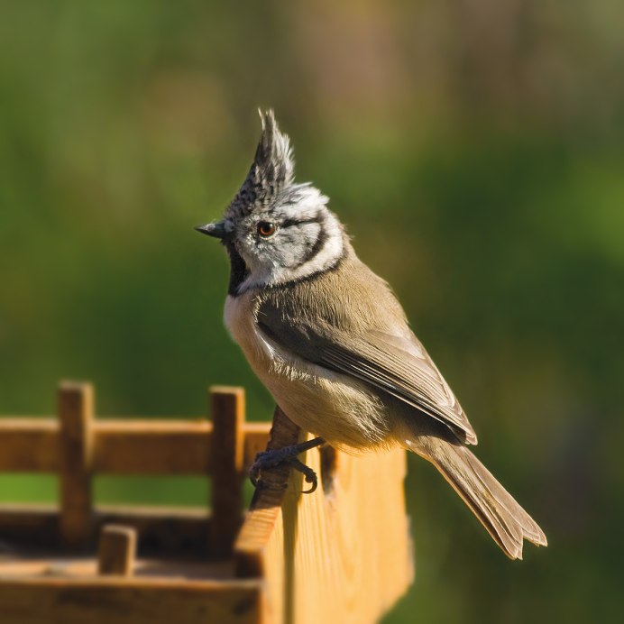 Tufted Titmouse