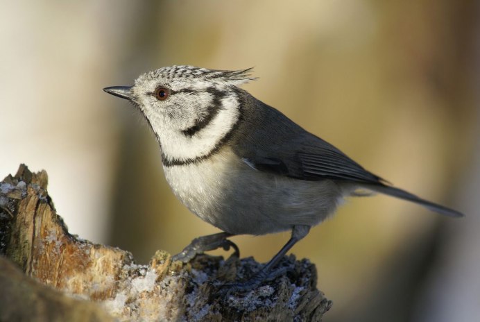 Коричневая птичка с хохолком