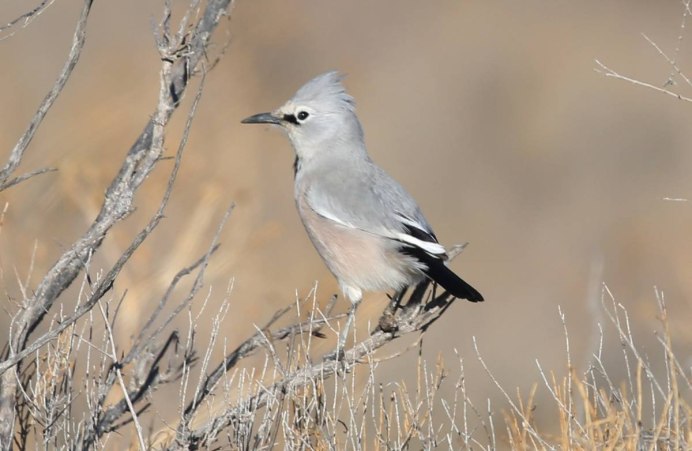 Tufted Titmouse птица