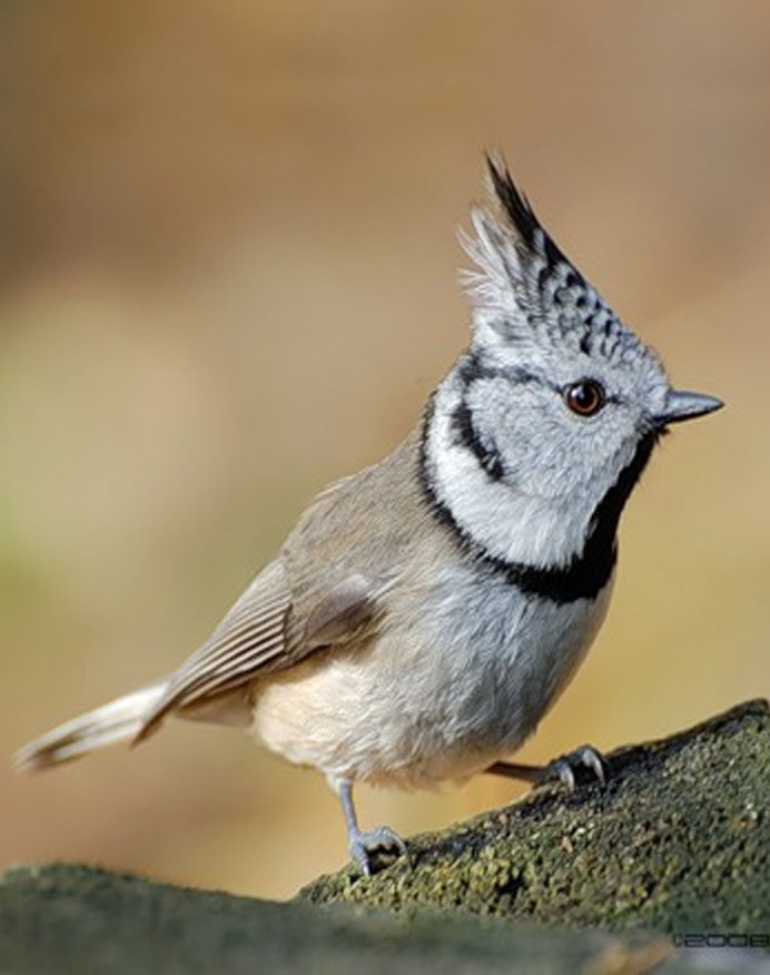 Ruby crowned Kinglet