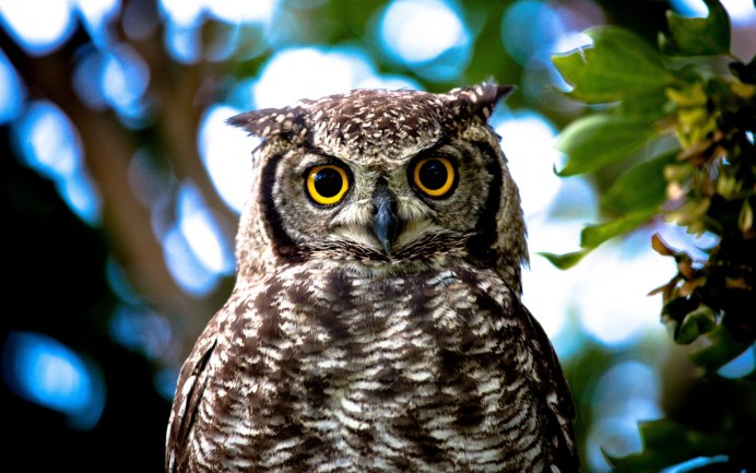 Семейство сычей