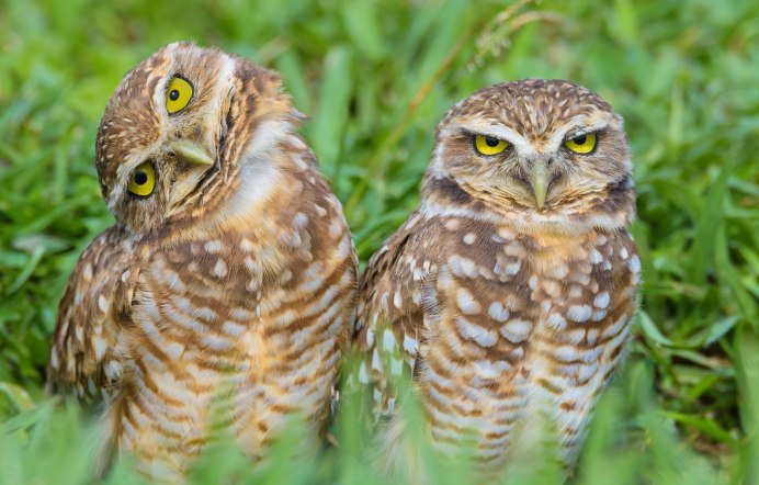 Карликовая Сова