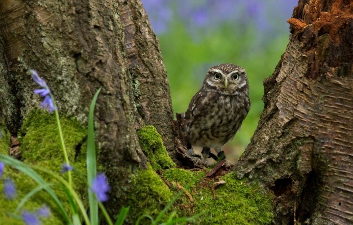 Сова на свитке