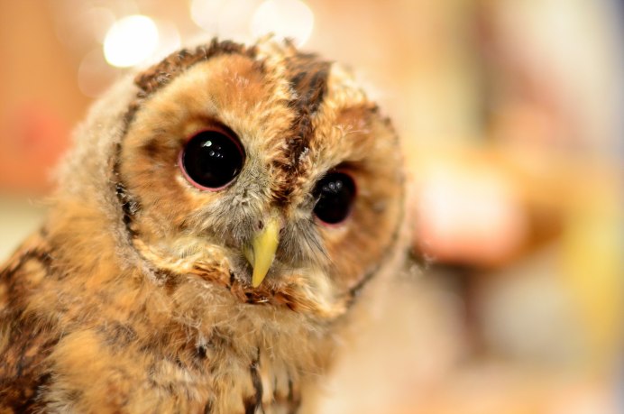 Красивый Совенок