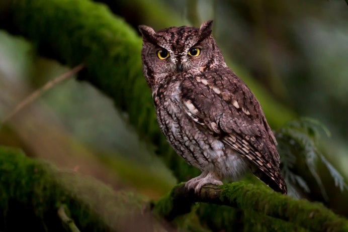 Лунь Филин Сова Сыч