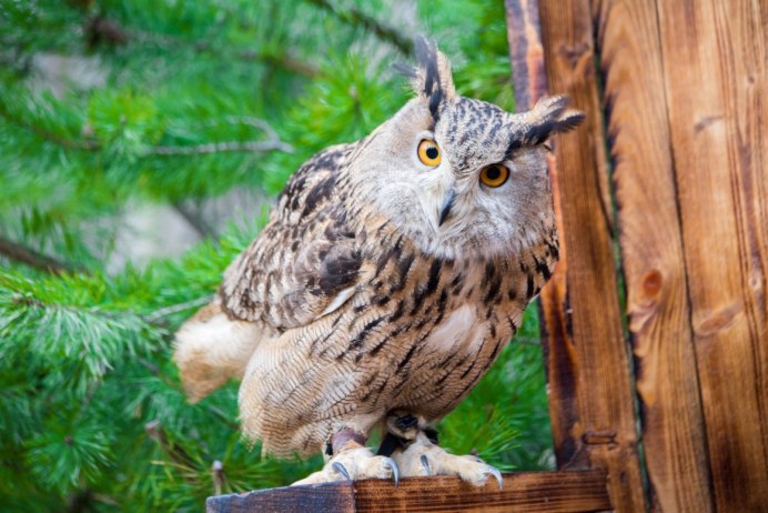 Филин Bubo Bubo