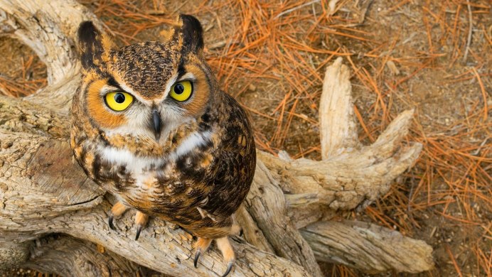 Фотообои Сова