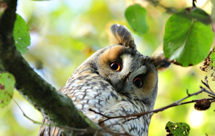 Совята на ветке