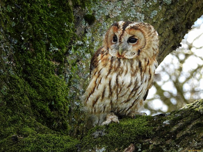 Филин птица