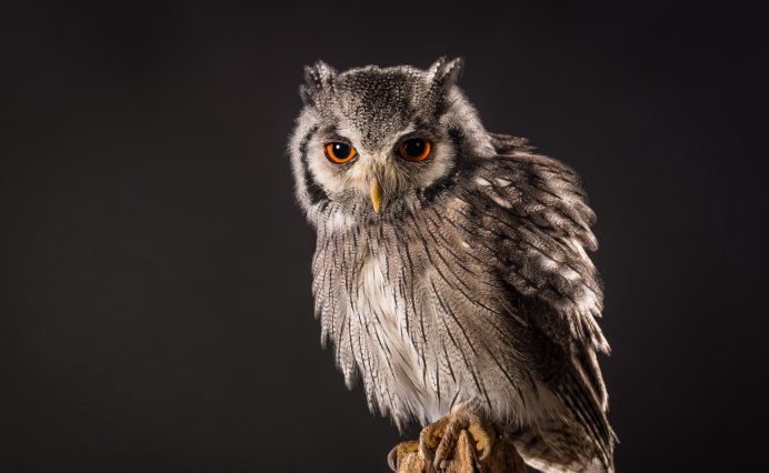 Ушастая Сова профиль