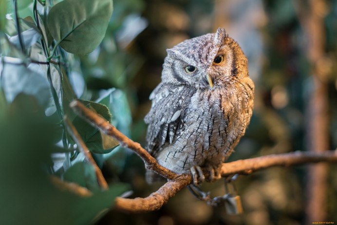 Полярная ушастая Сова