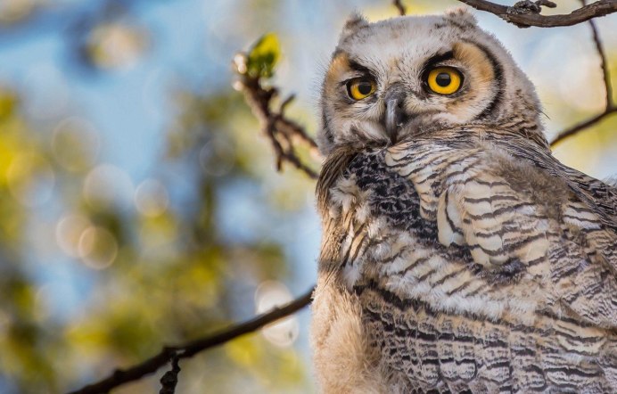 Черная ушастая Сова