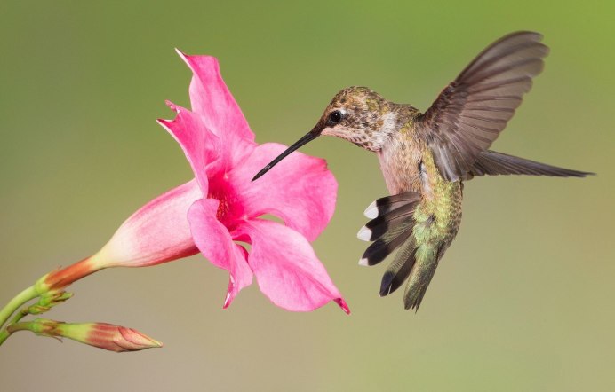 Колибри trochilidae