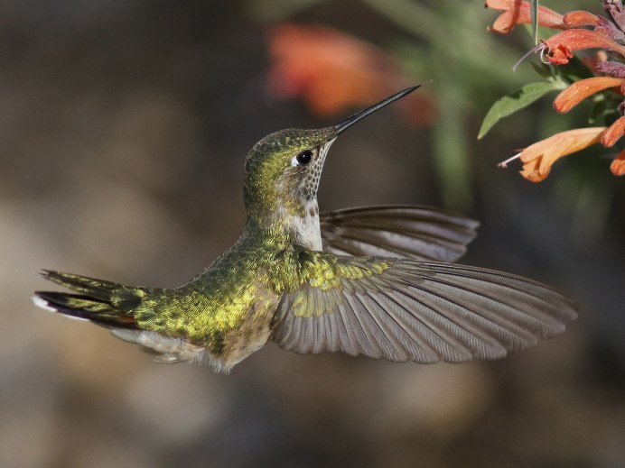 Колибри trochilidae