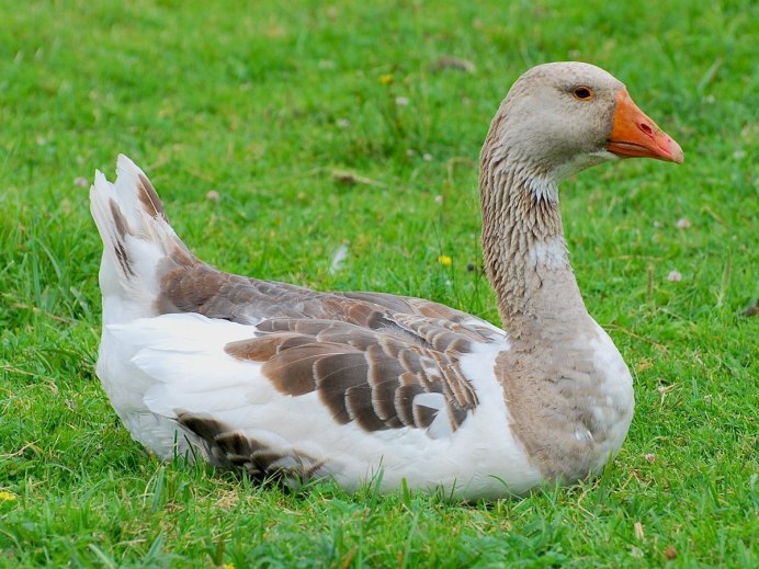 Гуска Гусыни