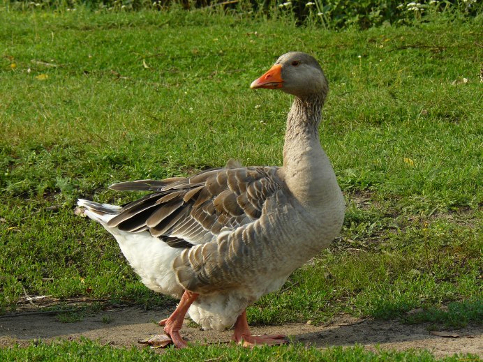 Гуси белые домашние