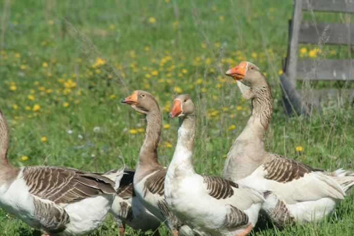Гусь домашний