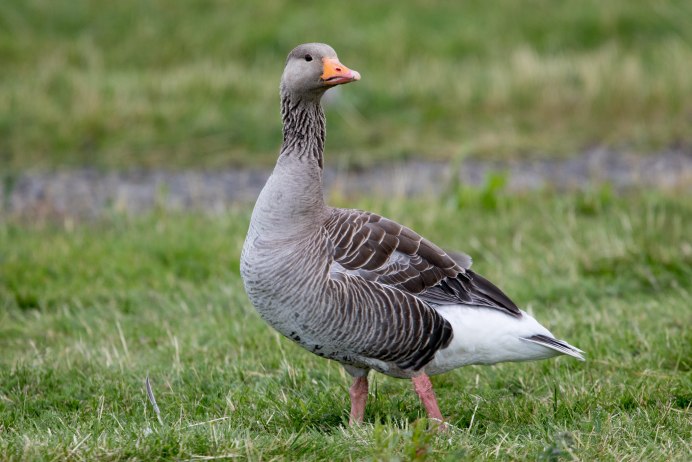 Холмогорские гуси серые